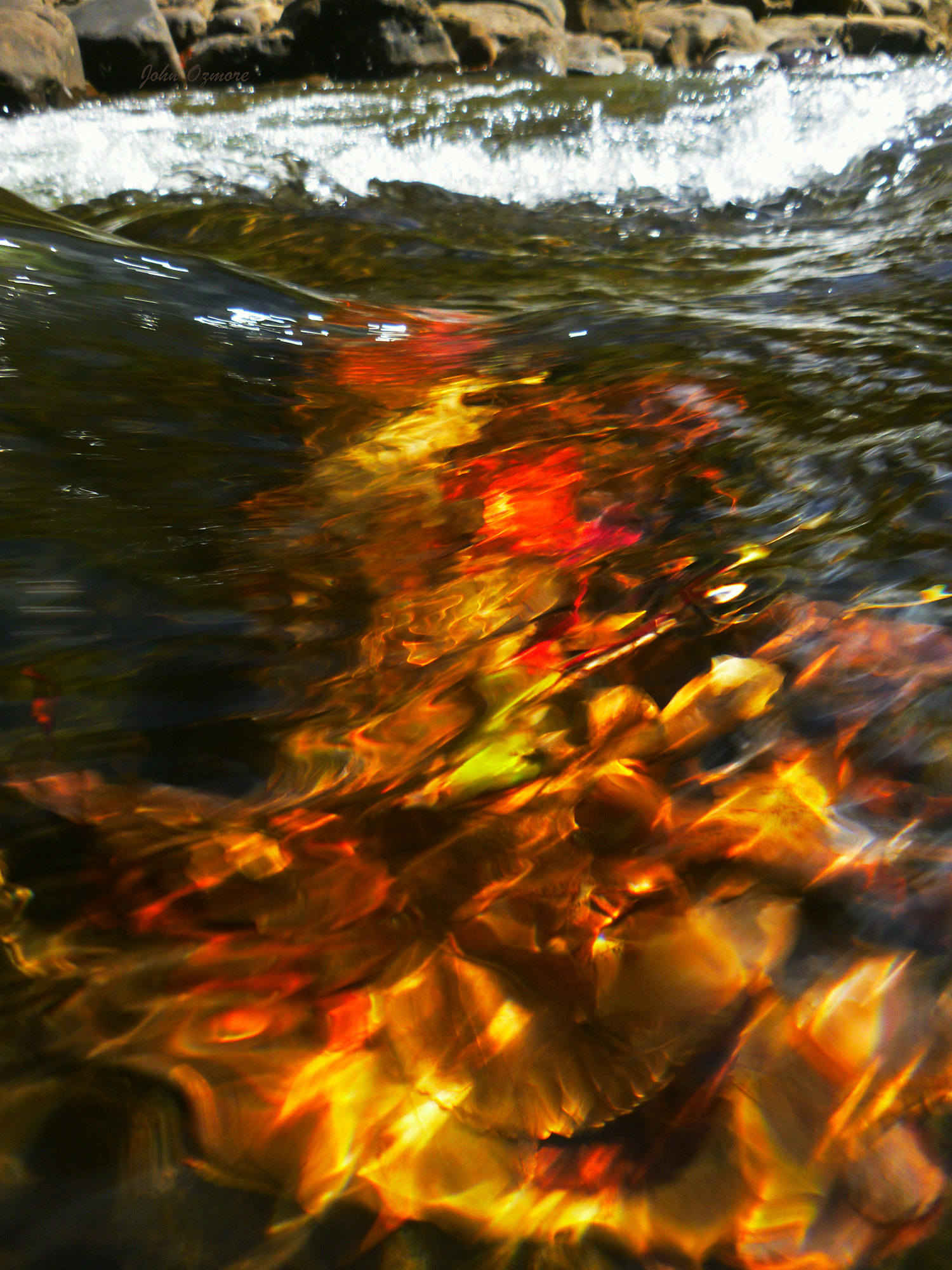 Vibrant Leaf Display